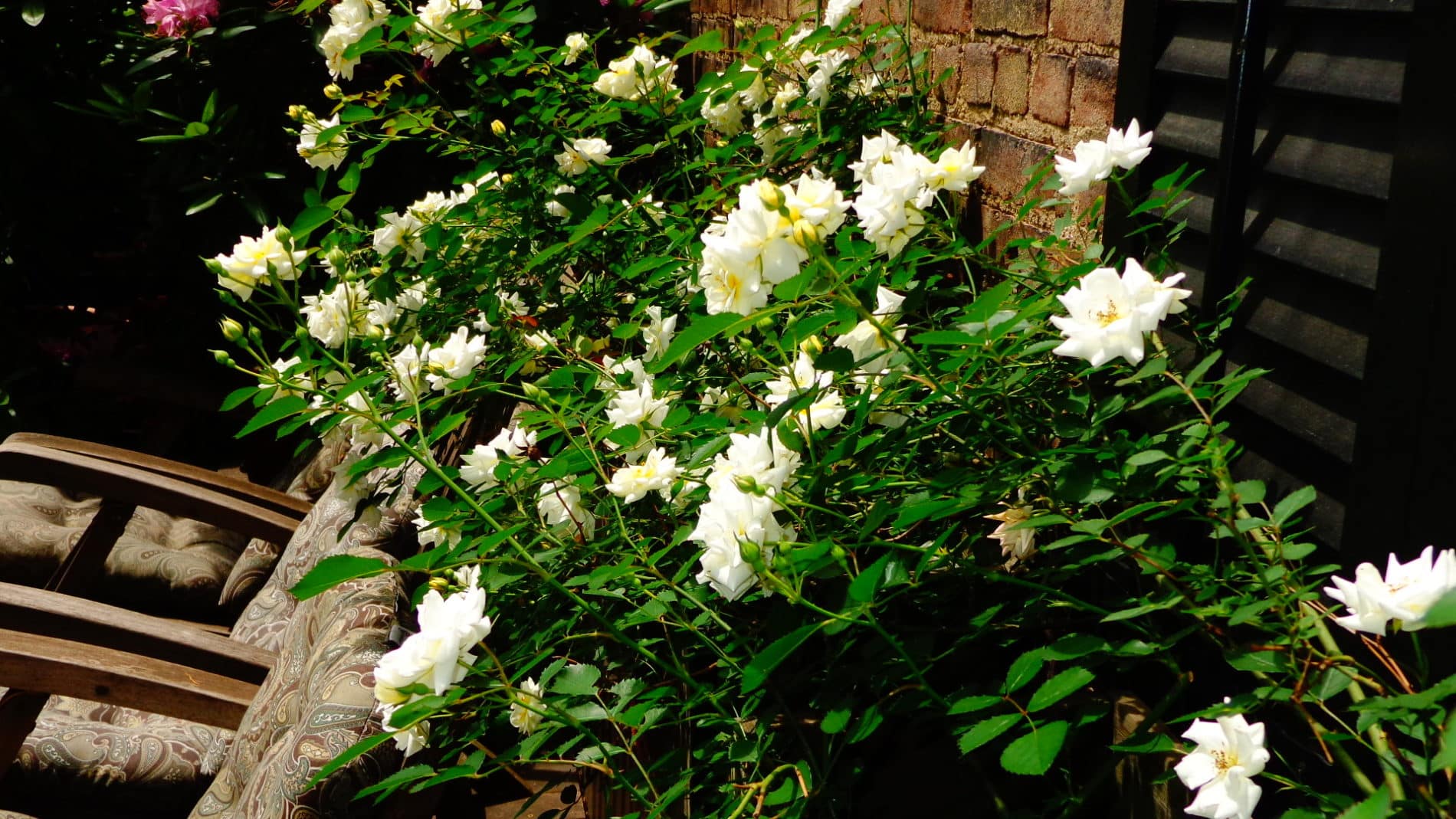 Picture of white flowers.