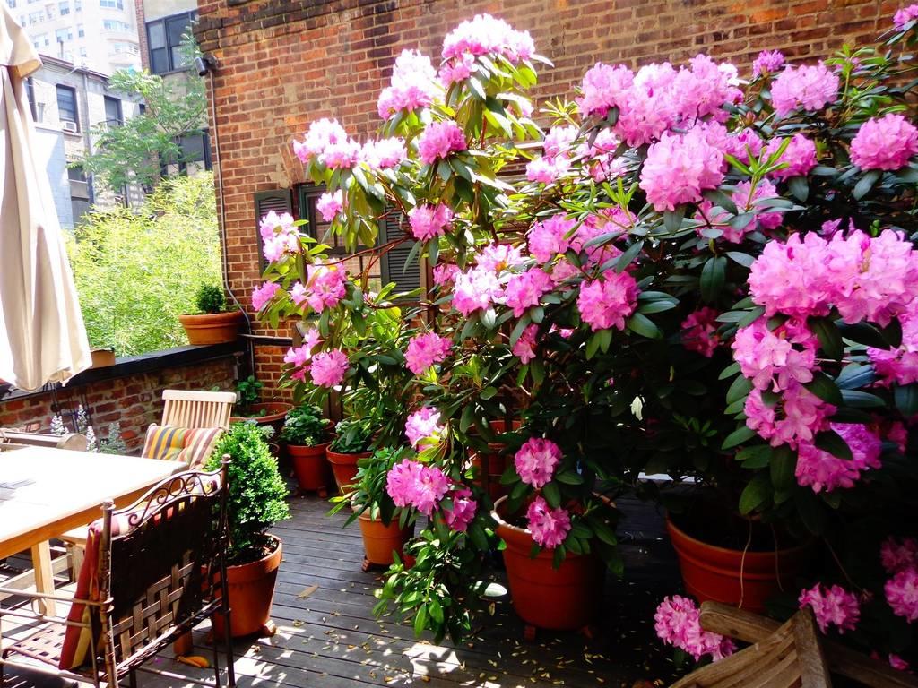 Terrace with Ipe wood floor boards, teak table and chairs. Many shrubs including a large Rhodedendrum with large pink blossoms. 