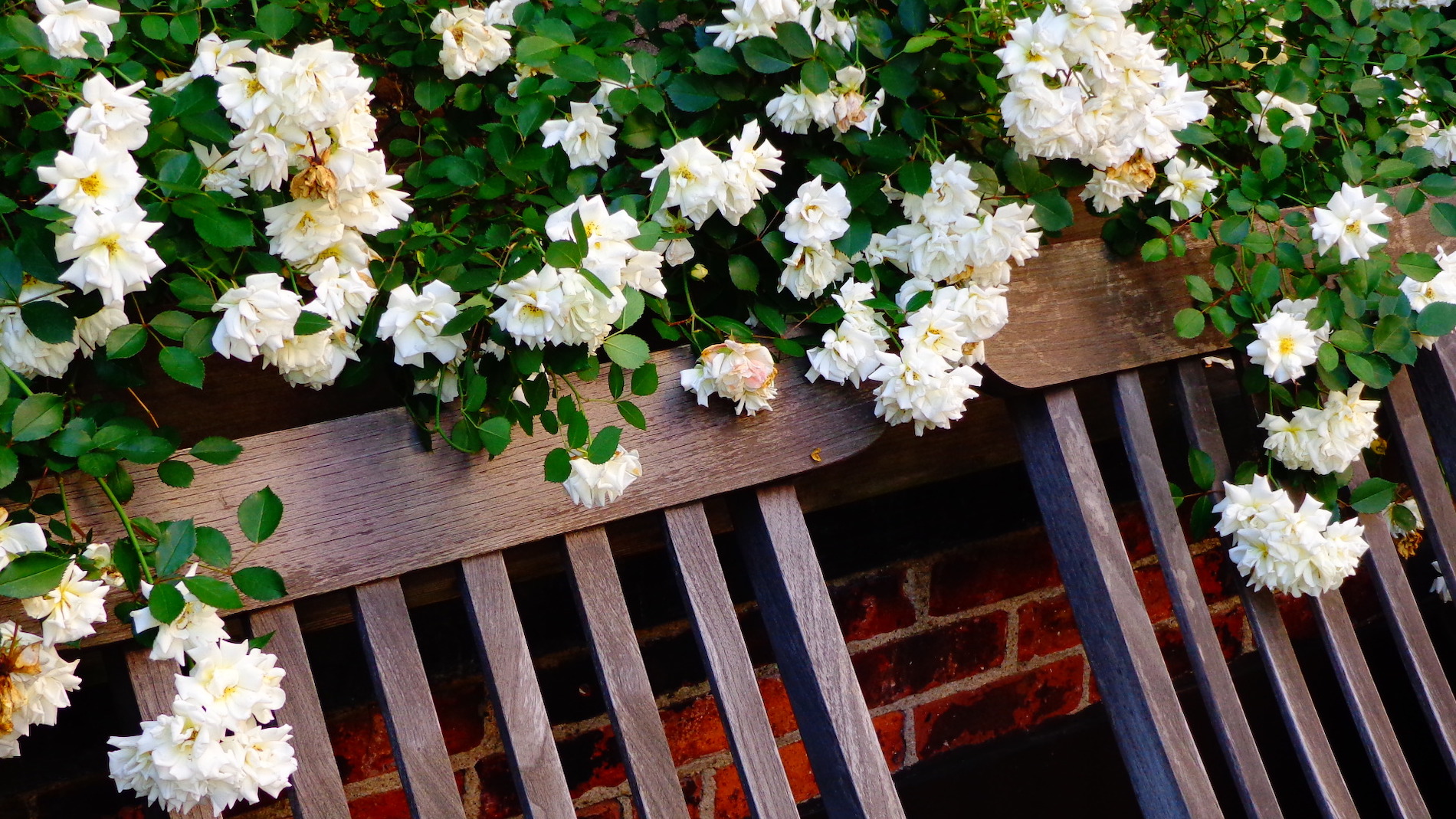 Teak Outdoor Benches and White Rose Blossoms