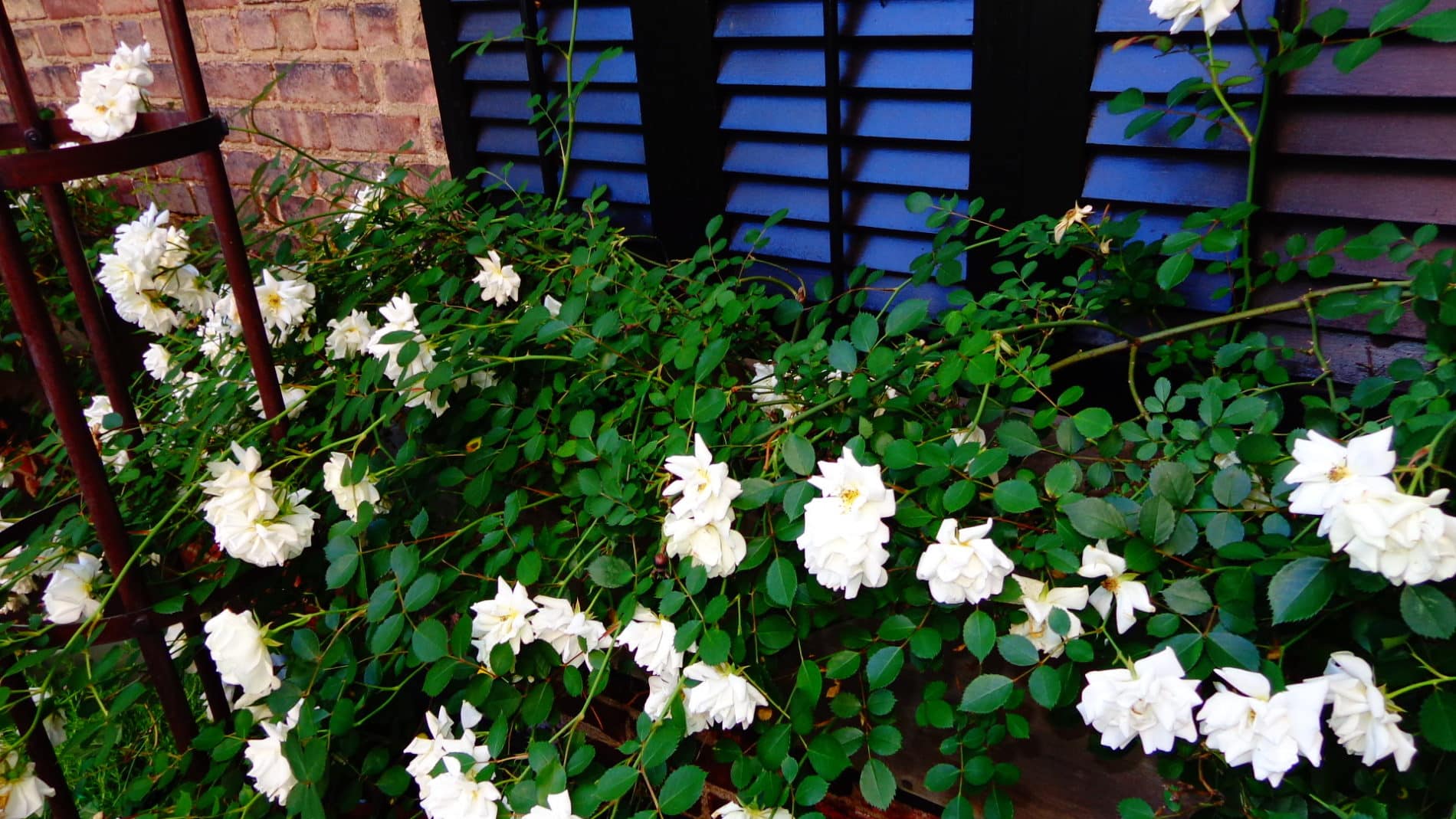 Picture of white flowers.