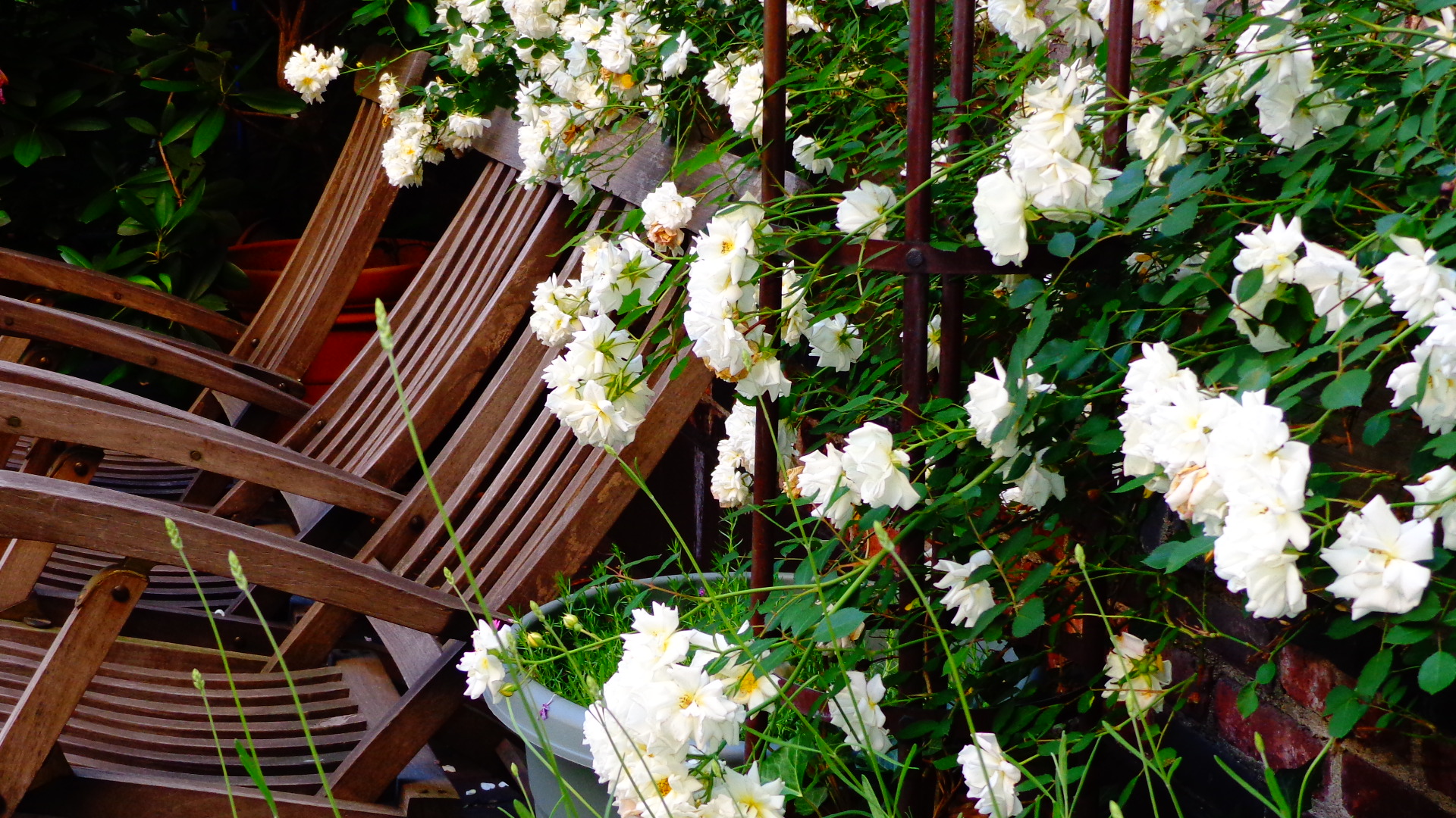 Pictutre of white flowers.